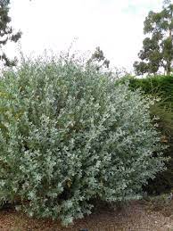 Saltbush Tree Seeds Planting Hardy