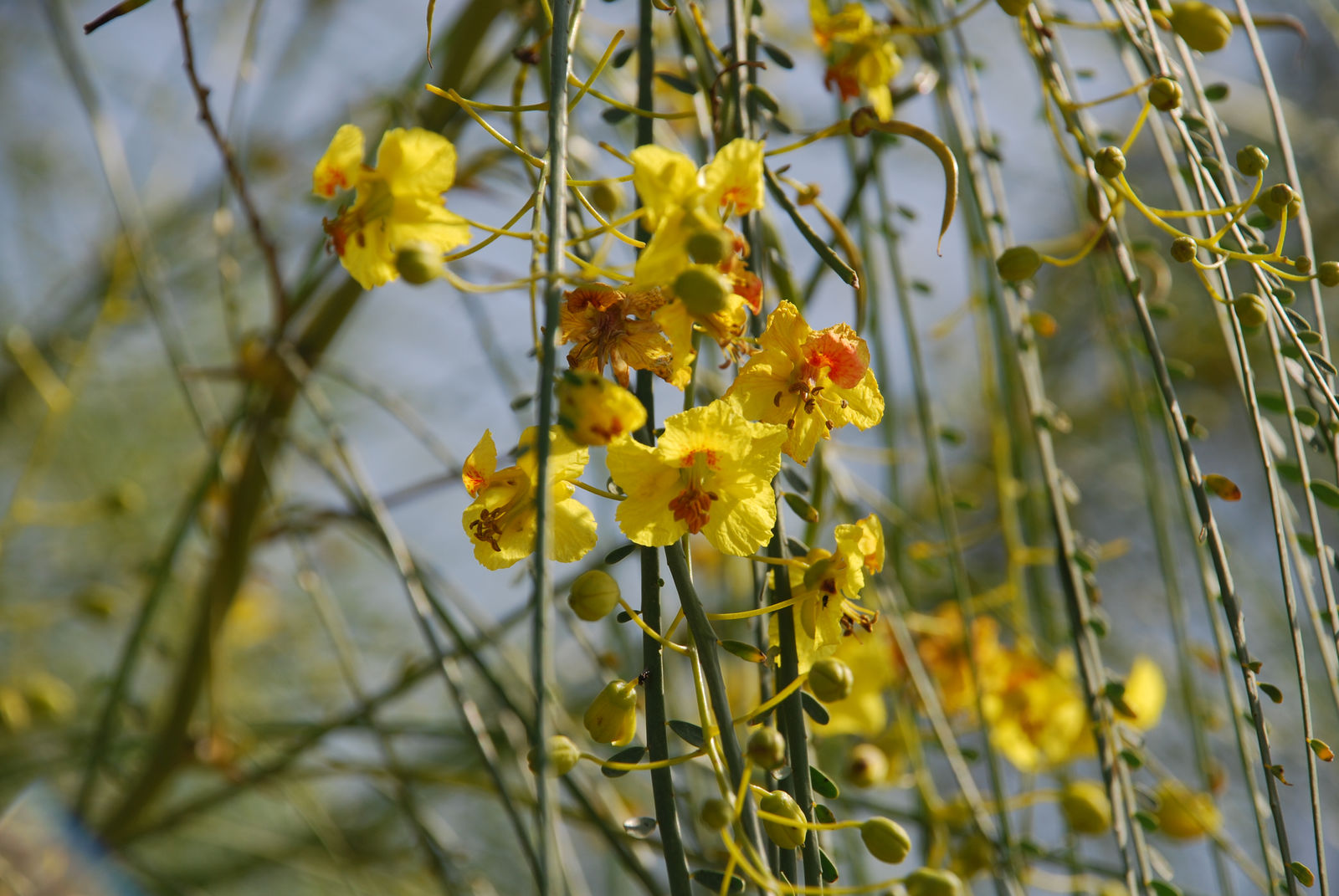 Parkinsonia Aculeata Seeds For Planting Plant Seed