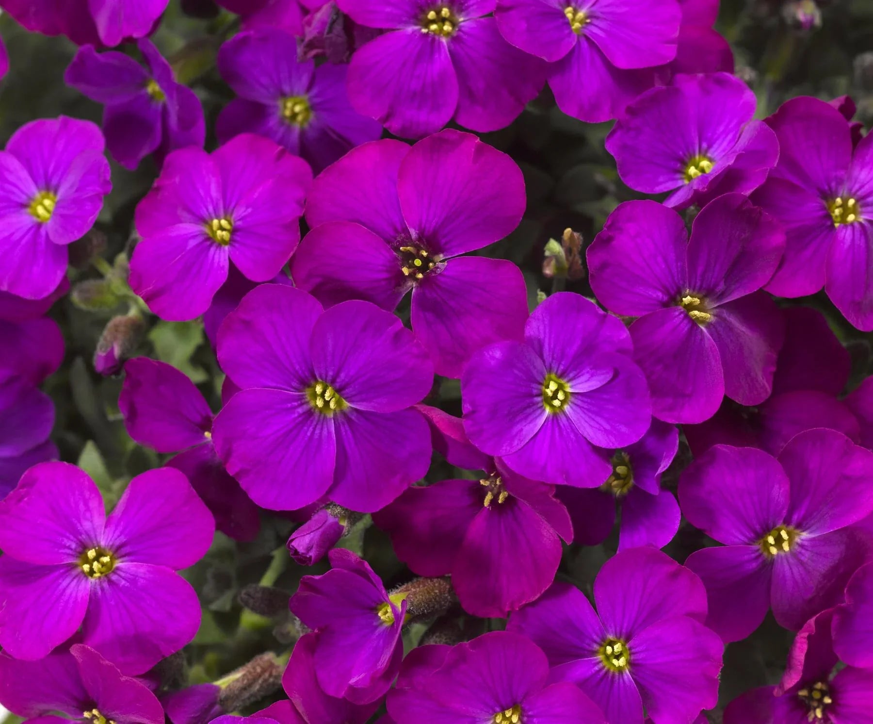 Blue Aubrieta Flower Seeds For Planting - Beautiful Blooms