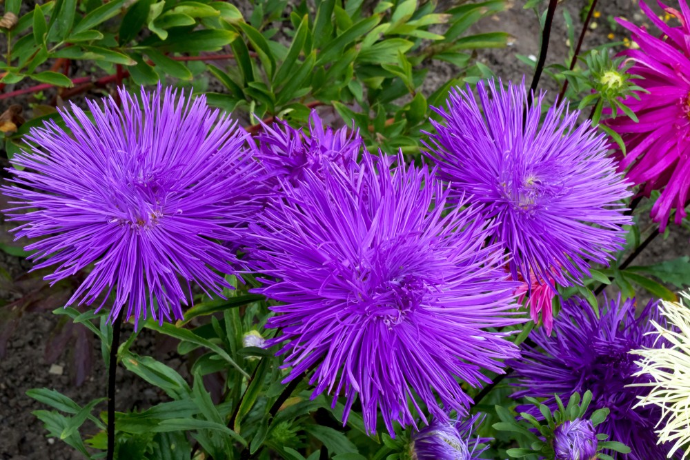 Light Violet Aster Callistephus Flower Seeds For Planting