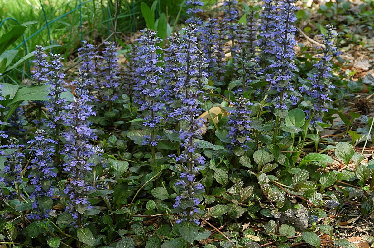 Ajuga Reptans Flower seeds for Planting - Long Bloom Season, Heirloom & GMO Free Seeds for Home Garden
 
 Sale seeds for home garden