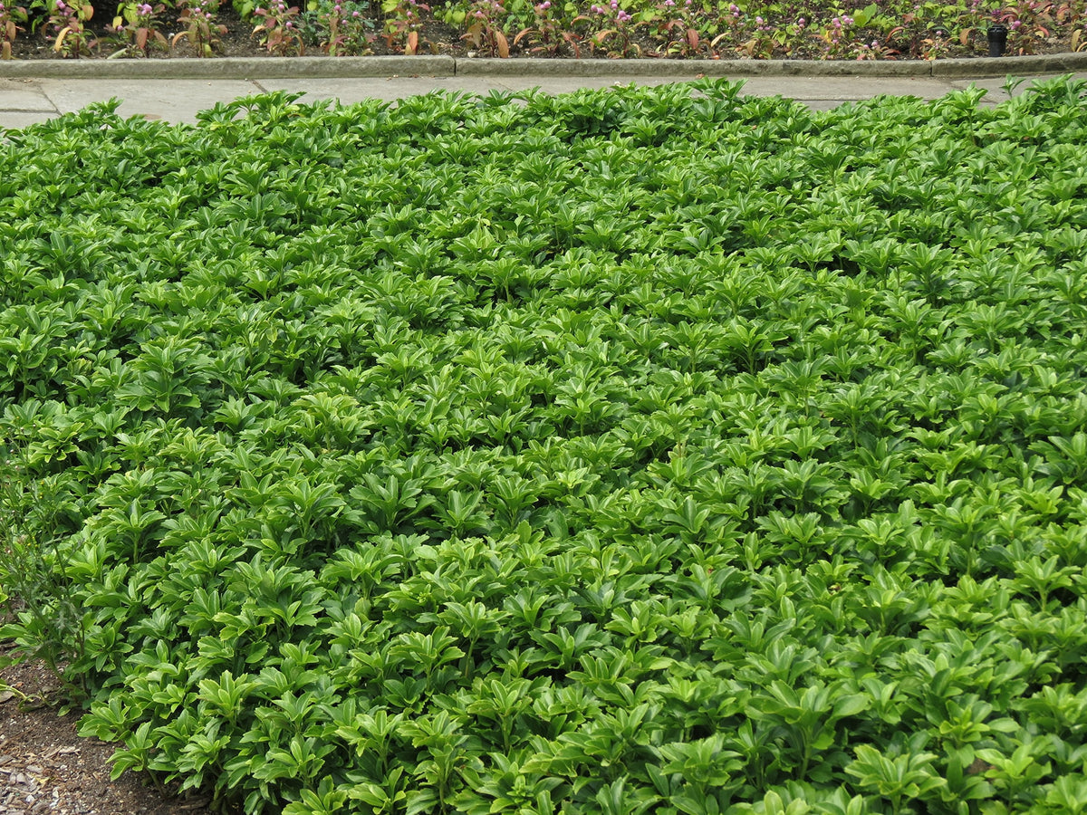 Pachysandra (Pachysandra Flower) seeds for planting in home garden