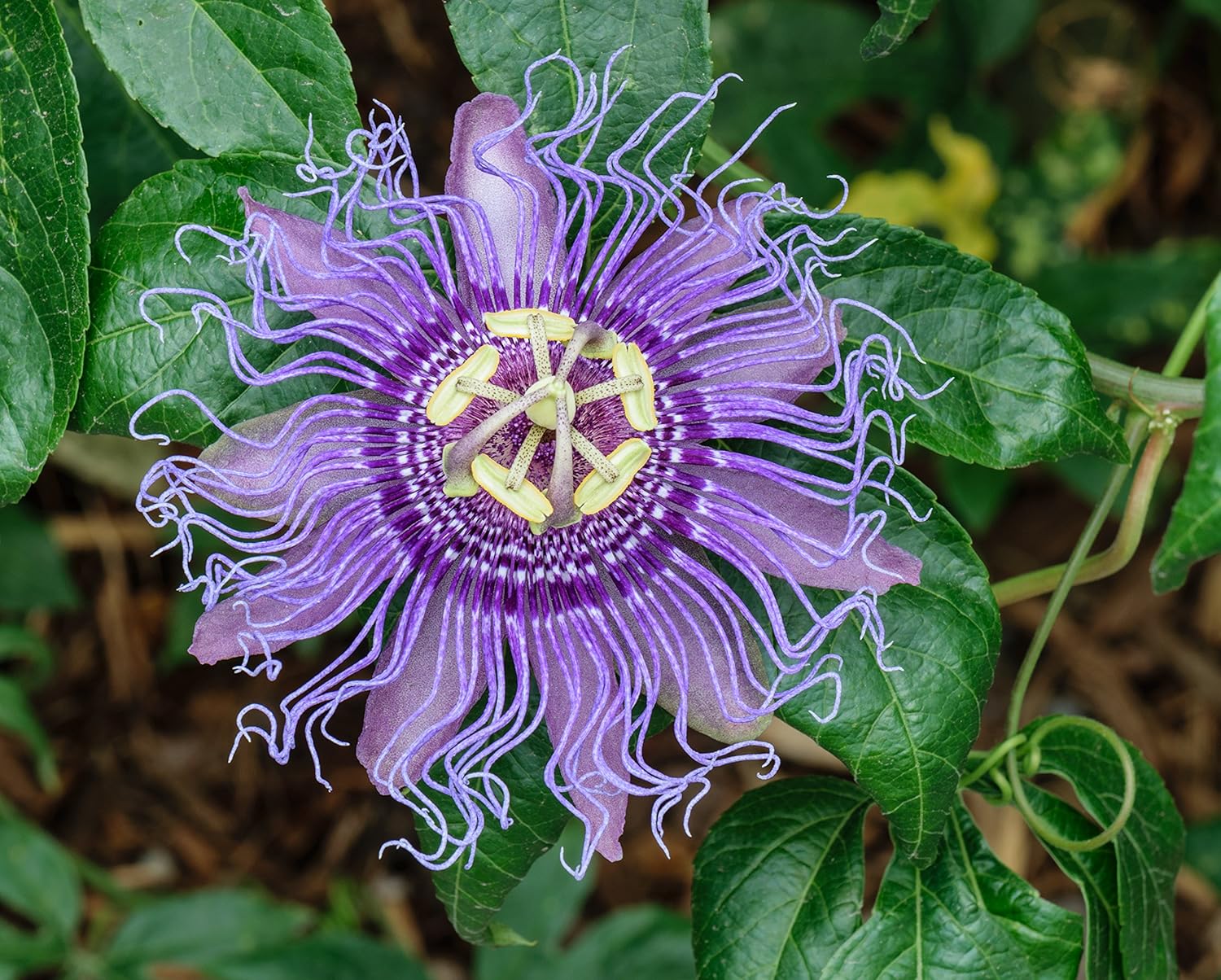 Passion Flower Passiflora Incarnata Plant Exotic Fruit Seeds Edulis For Home Garden Best Selling