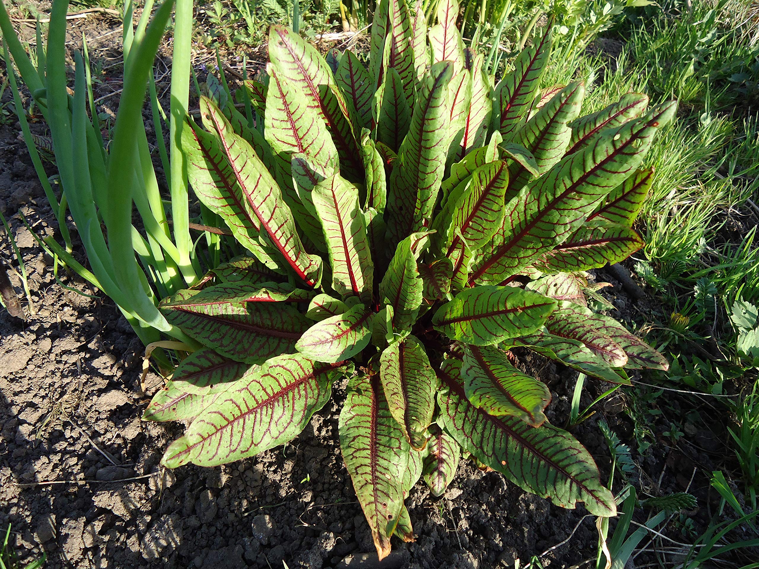 Rumex Acetosa Rumex acetosa for planting in herb garden