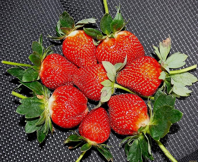 Super Giant Strawberry seeds for large strawberries