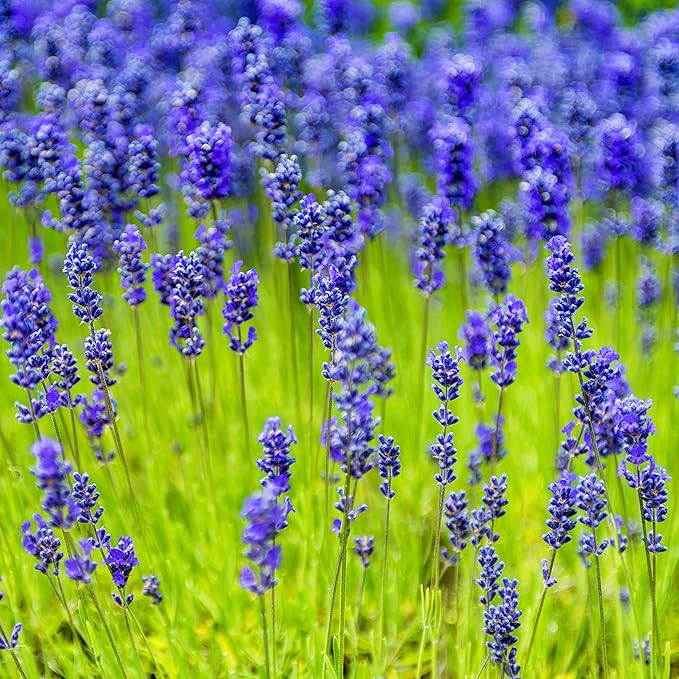 Blue Lavendula Munstead Flower seeds for Planting - Easy to Grow, Heirloom & GMO Free Seeds for Home Garden
 
 Sale for planting in home garden