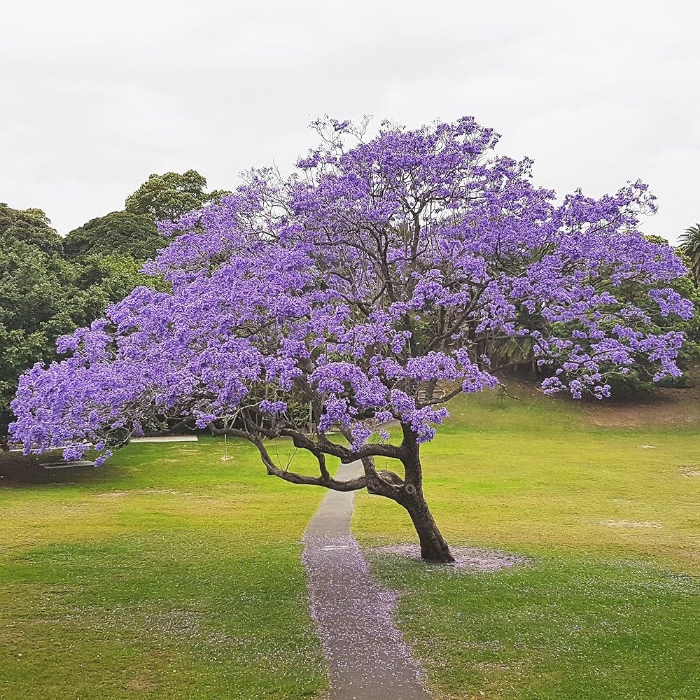 Jacaranda Mimosifolia for planting in flower bed