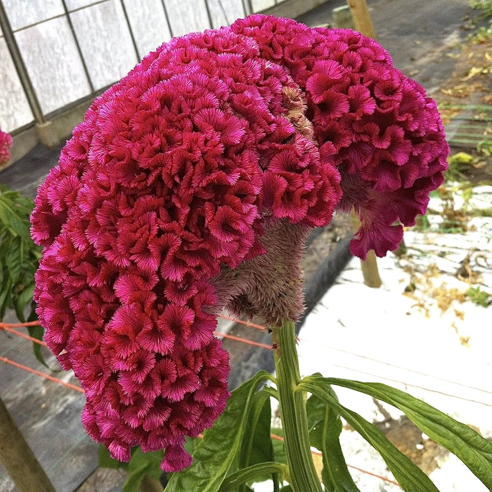 Celosia cristata Cockscomb mix flower seeds