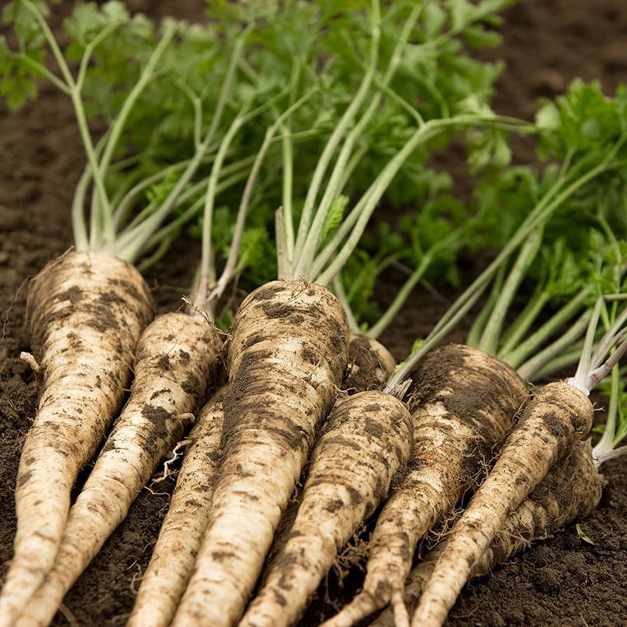 Hamburg Root Parsley herb seeds for edible garden use