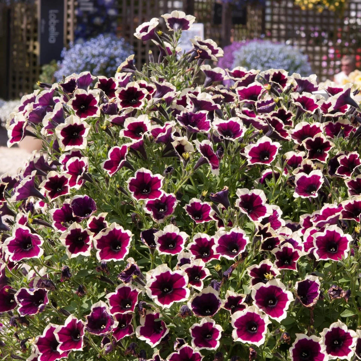 Cascadia (Cascadia Flower) seeds for planting in home garden