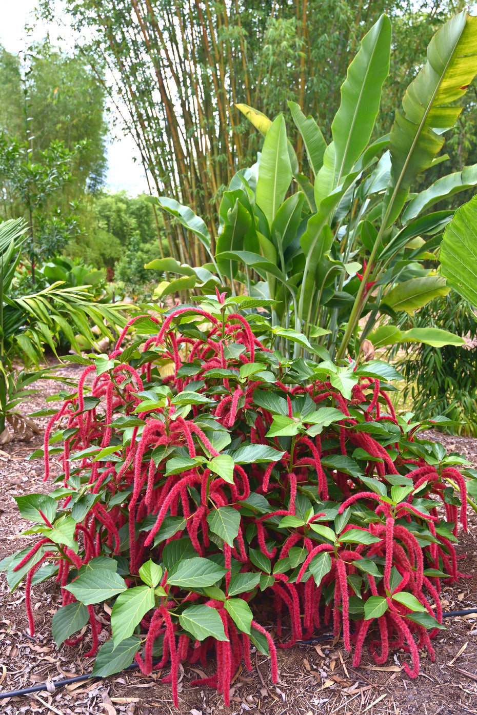 Acalypha Hispida Seeds For Planting - Unique Exotic Flowering Plant Flower