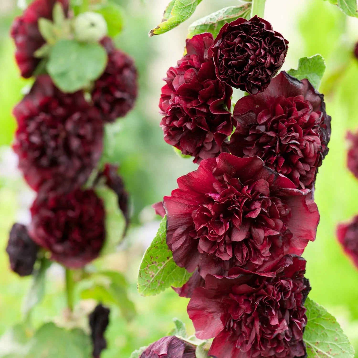 Dark Brown Althaea Rosea Seeds For Planting Flower