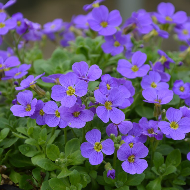 Plant Beautiful Blue Aubrieta Flowers - Quality Seeds For Your Garden