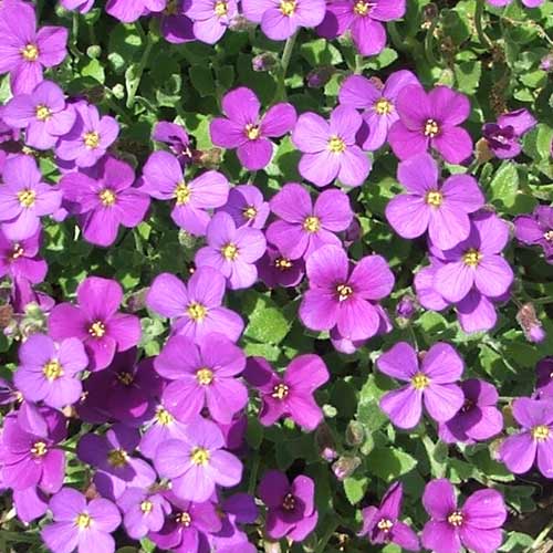 Purple Cascading Flower seeds for Planting Bright Blooms Heirloom & GMO Free Seeds for Home Garden 
 
 Sale seeds for home garden planting