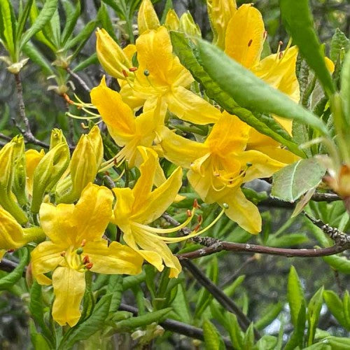 Plant Yellowgreen Azalea Seeds For A Lovely Garden Display