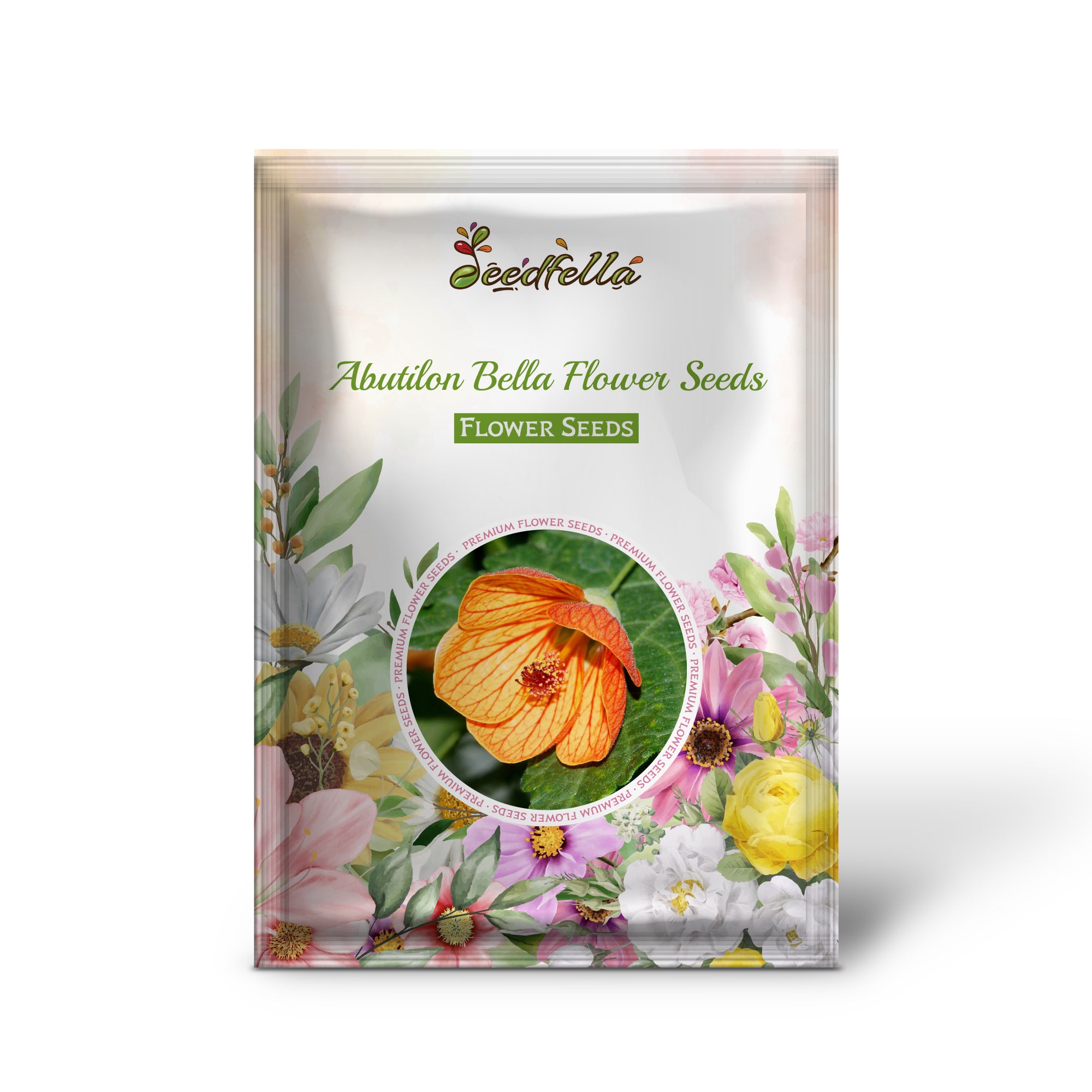 Abutilon Bella flowers blooming in garden