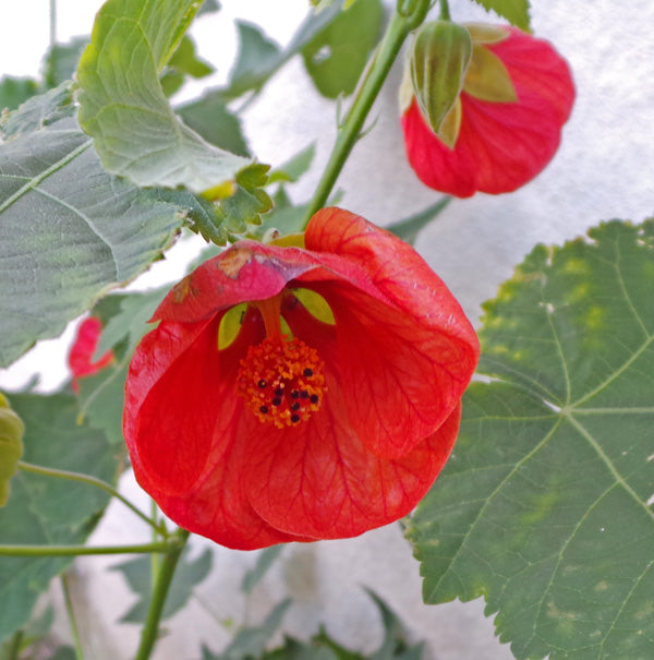 Non GMO Abutilon Bella seeds