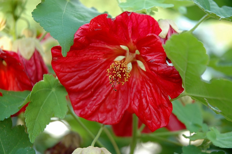 Ornamental Abutilon Bella flowering plant