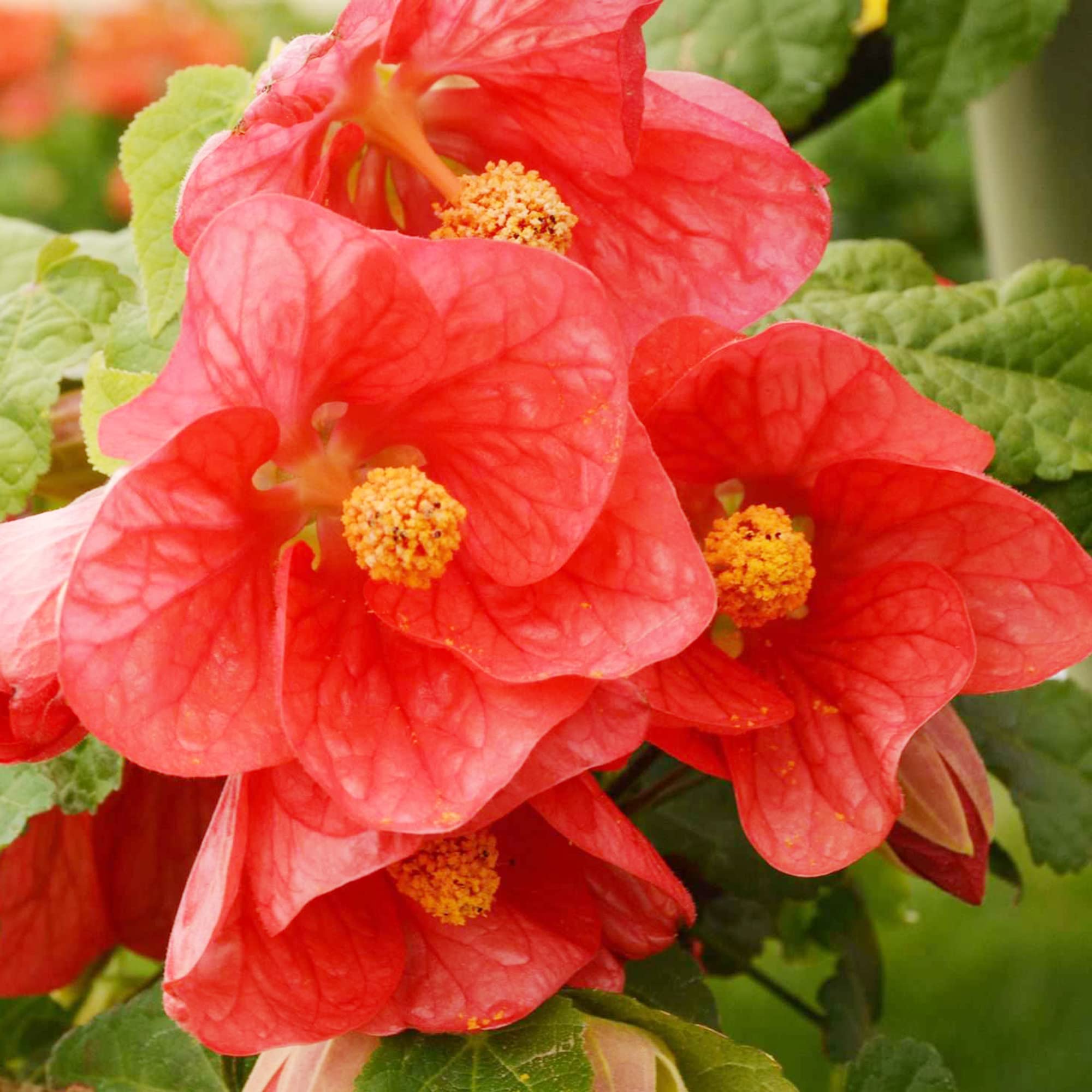 Abutilon Bella flower seeds for planting