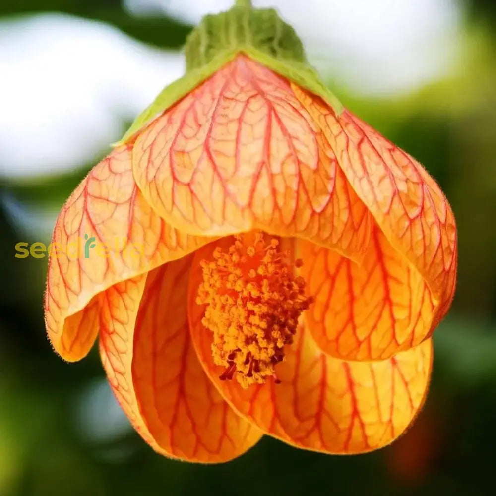 Yellow red Abutilon flowering seeds for gardens