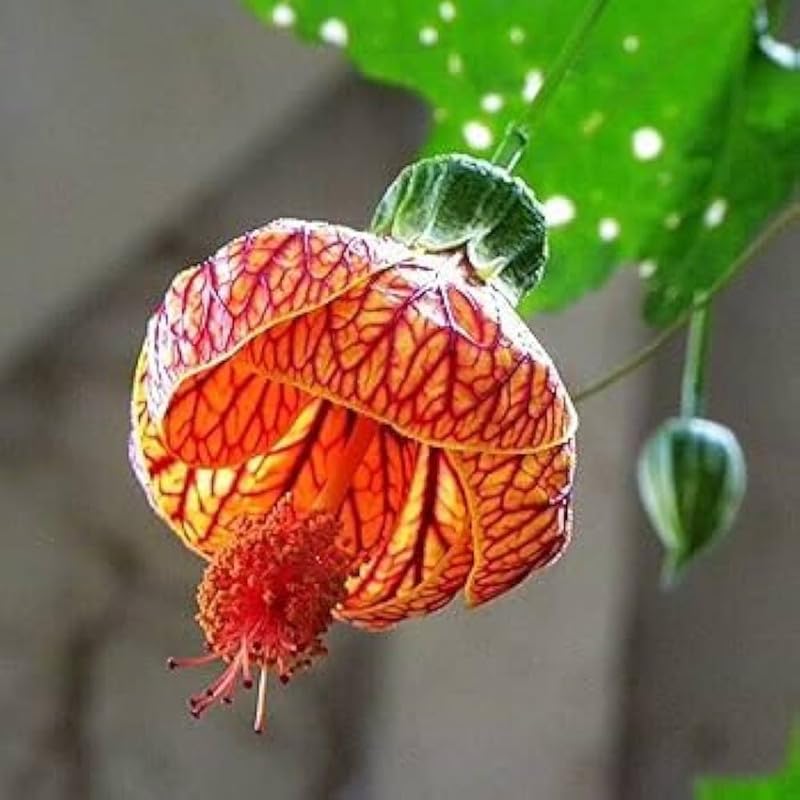 Abutilon Hybridum Garden Blooms
