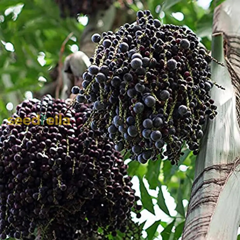 Acai Fruit Seeds Collection for planting and growing superfood berries.