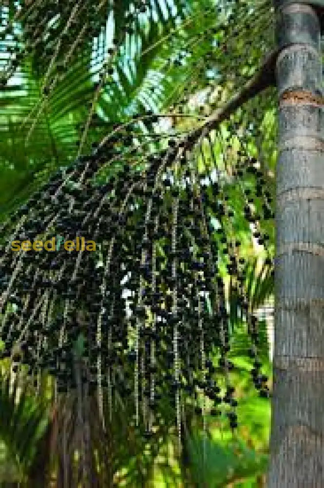 Plant Acai Berries with high-quality seeds for delicious, fresh fruit.