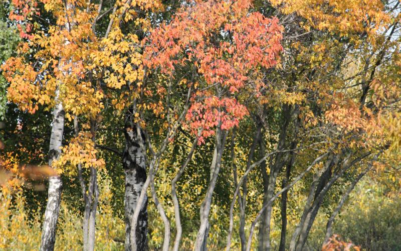 Tatarian Maple Tree Planting - Seeds For Vibrant Growth And Stunning Fall Colors Flower