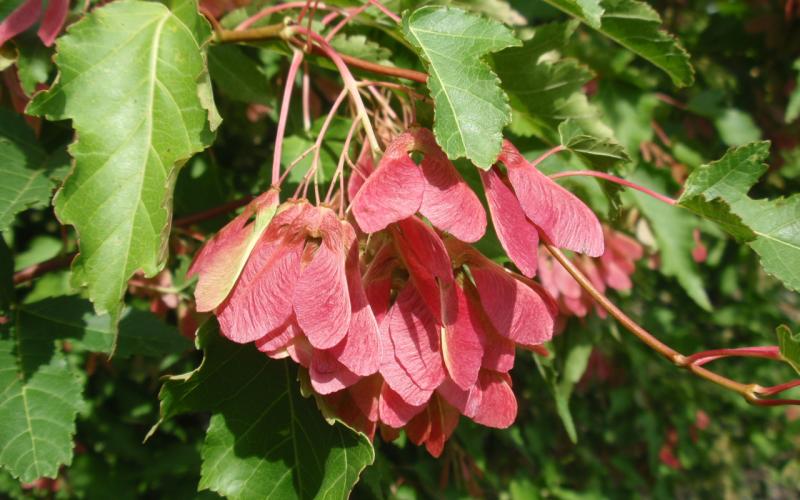 Tatarian Maple Tree Planting - Seeds For Vibrant Growth And Stunning Fall Colors Flower