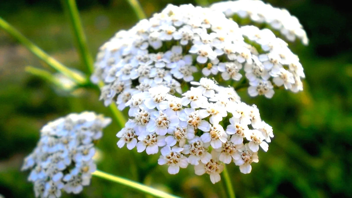 Achillea (Achillea Millefolium) seeds for planting in home garden