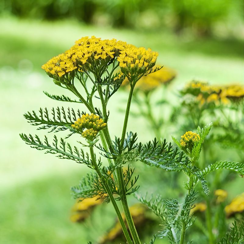 Non GMO Yellow Achillea Millefolium seeds
