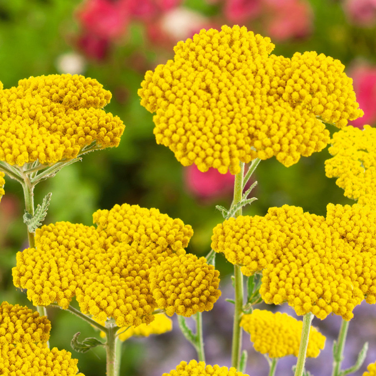 Ornamental Yellow Achillea Millefolium seeds for landscapes
