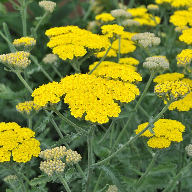 Yellow Achillea Millefolium seeds for planting