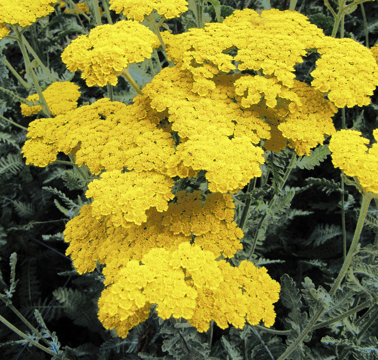 Yellow Achillea Millefolium flowering seeds for gardens