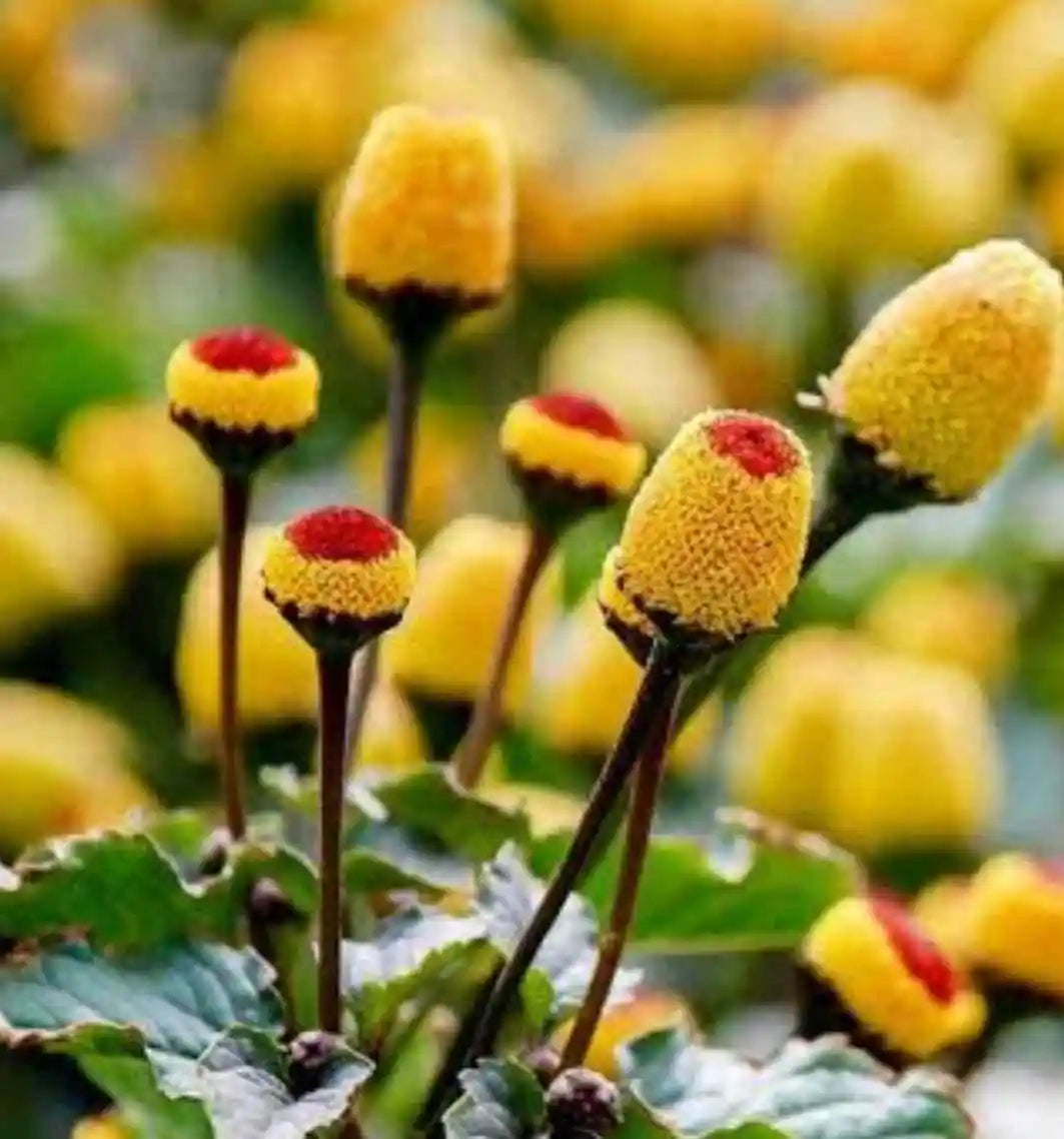 Yellow Acmella Oleracea Flower Seeds Planting