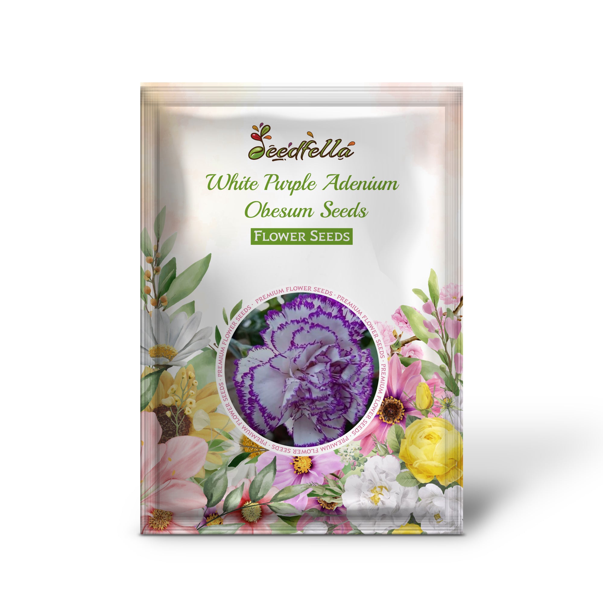 Dual color White Purple Desert Rose flowers