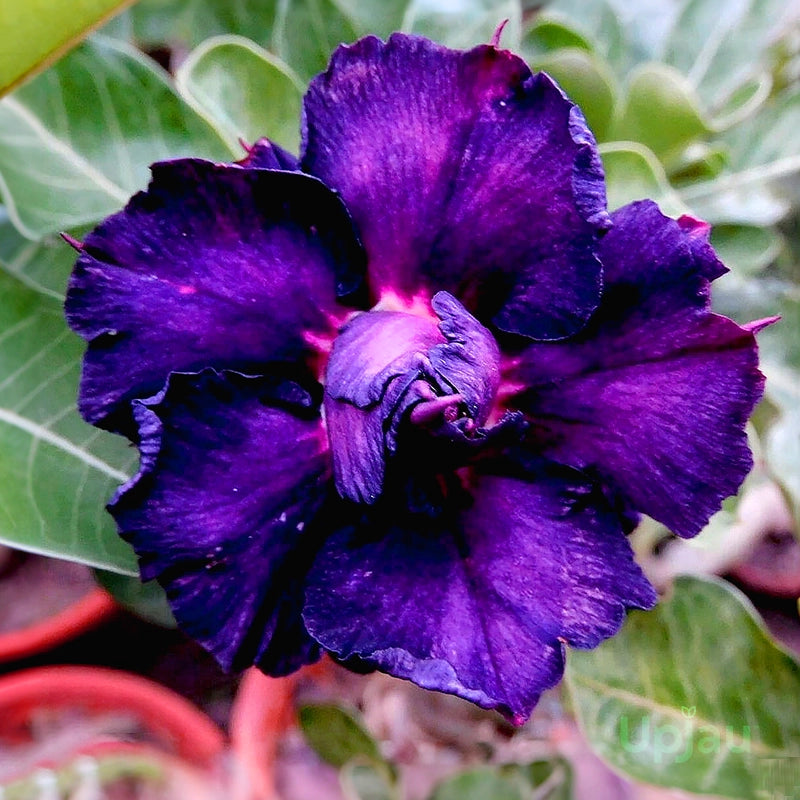 Non GMO purple Adenium Obesum seeds