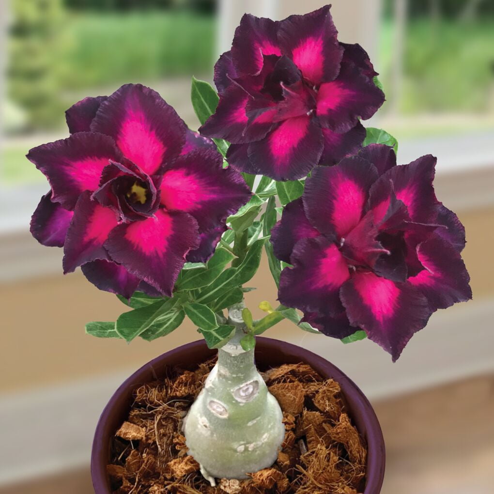 Purple Adenium Obesum seeds for planting