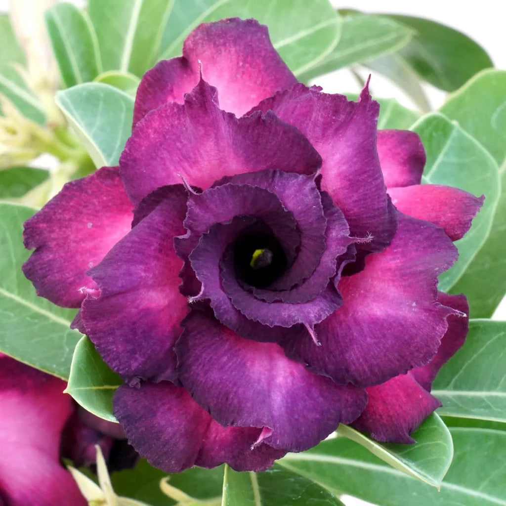 Purple Adenium garden seeds for outdoor/indoor planting