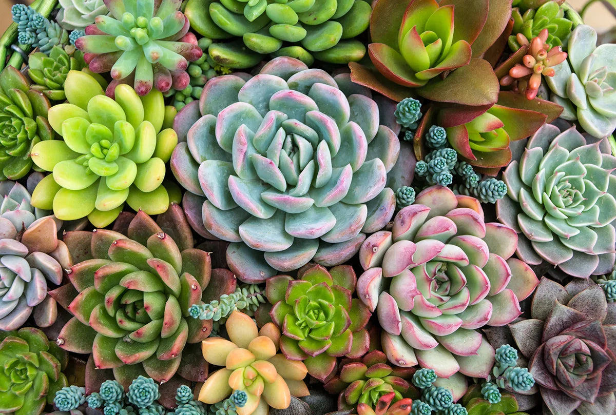 Succulent Seeds: Essential Planting Tips