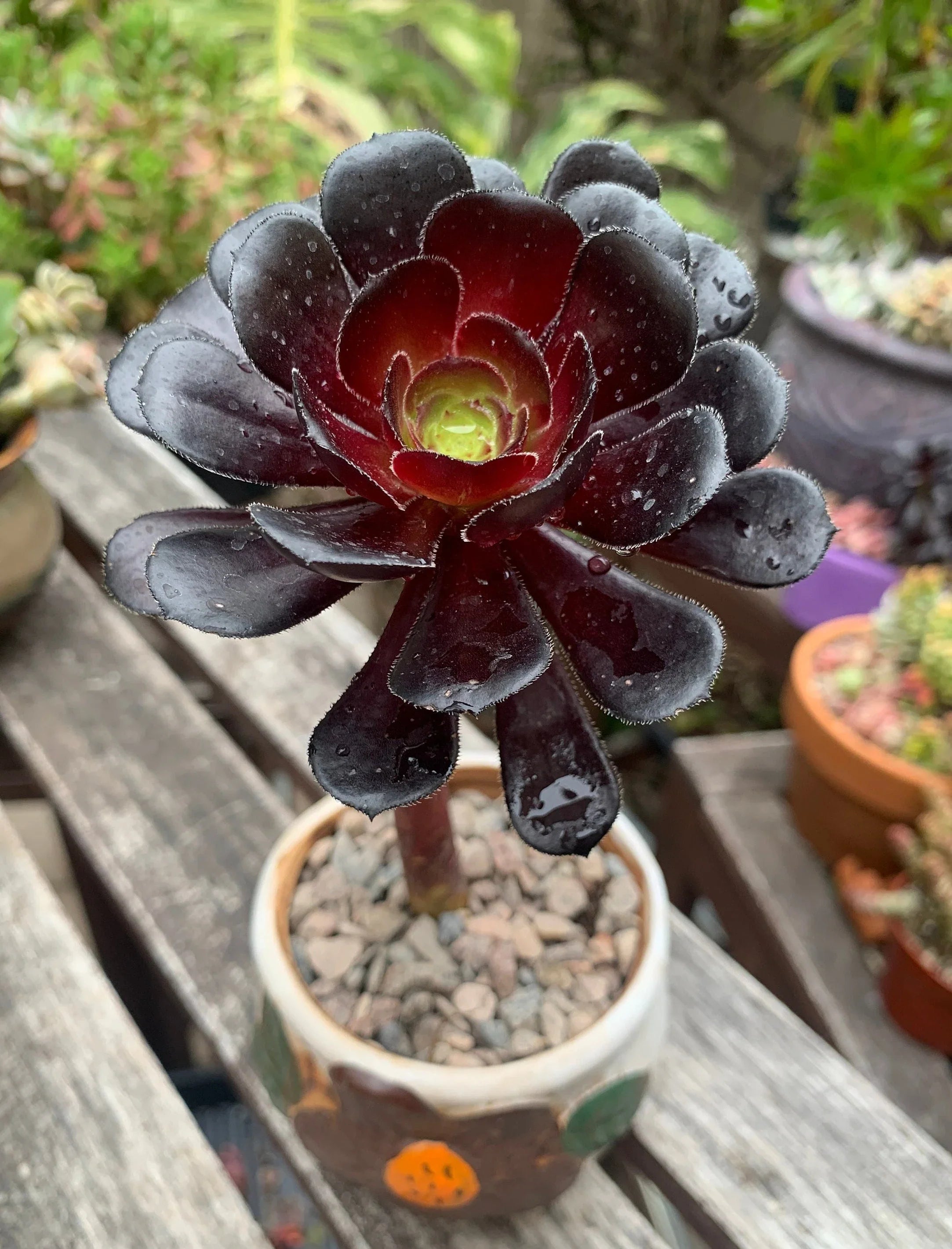 Aeonium Arboreum Zwartkop Succulent Seeds