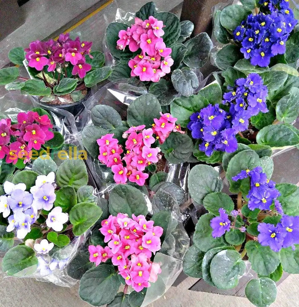 Mixed African flower seeds for planting