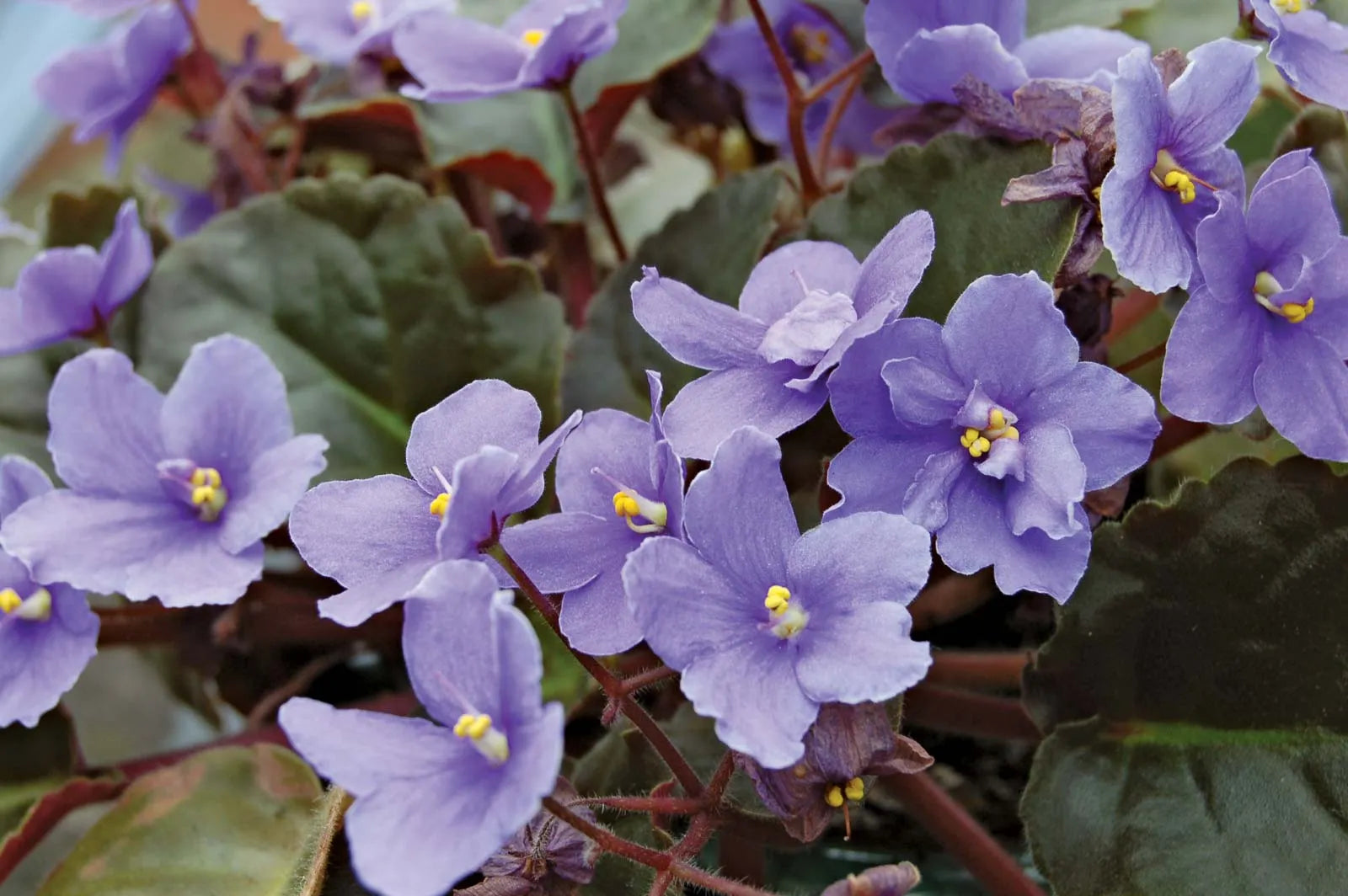 Saintpaulia Planting Seeds For Indoor Blooms Flower