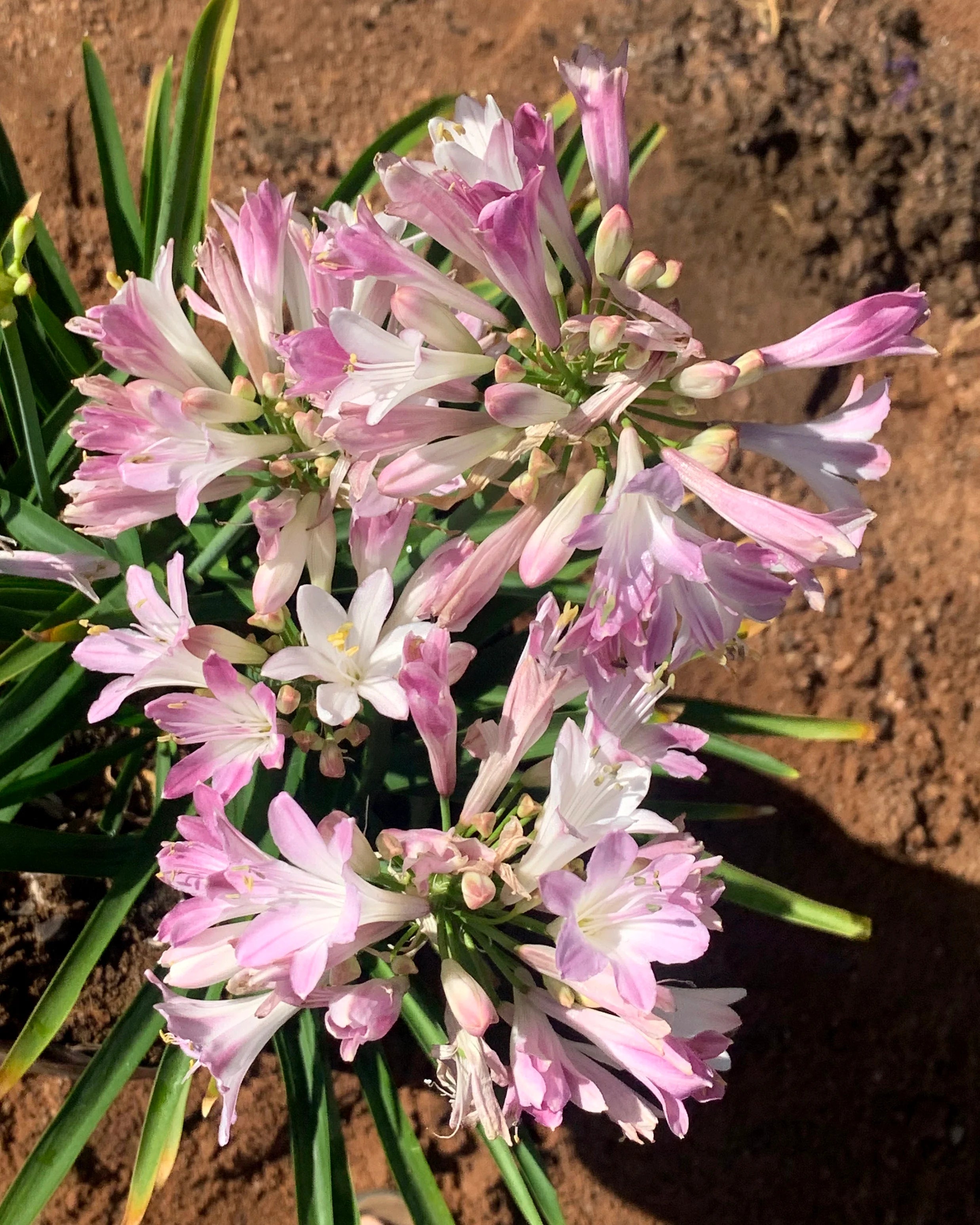 Strap-like foliage of Agapanthus plant