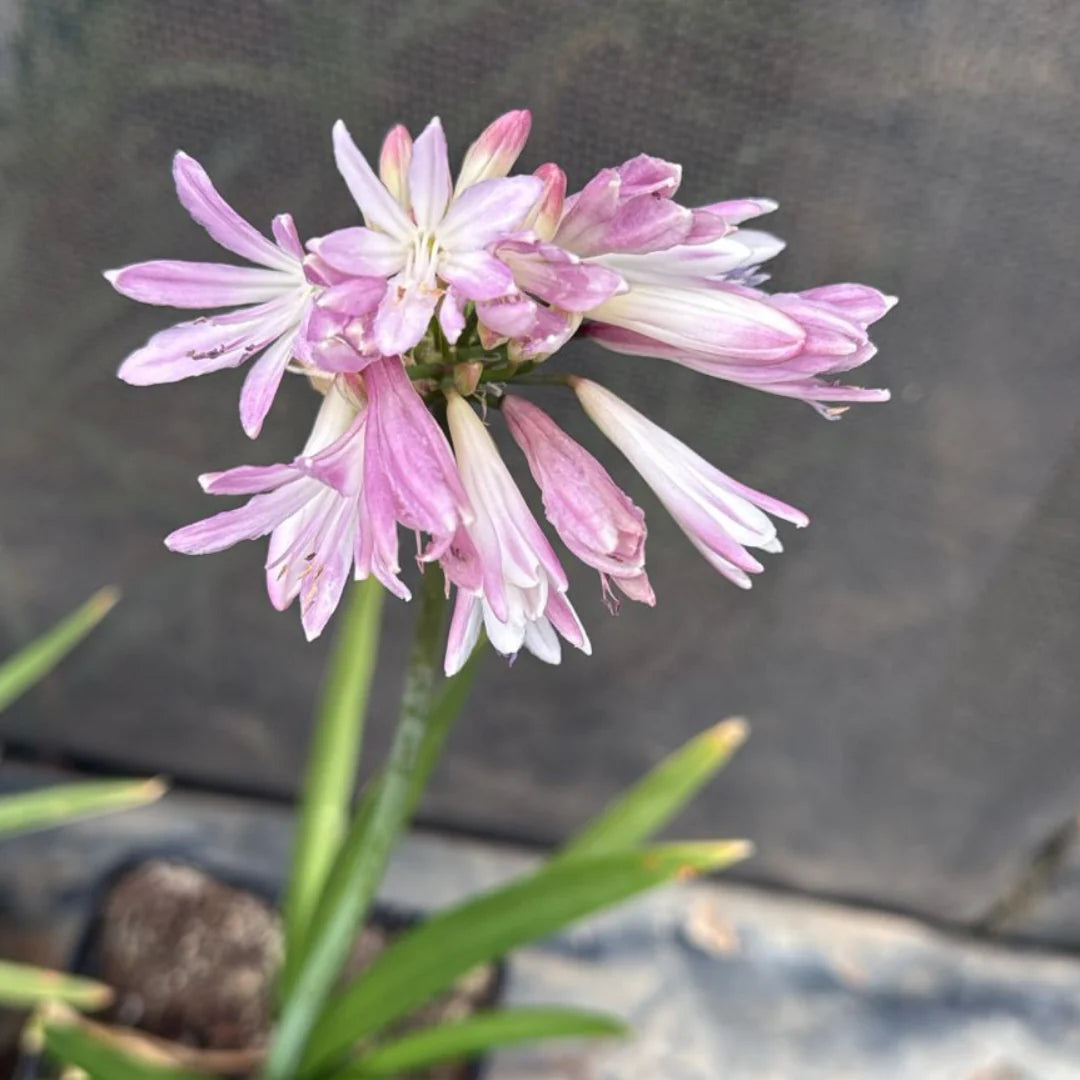 Non-GMO Agapanthus flower seeds