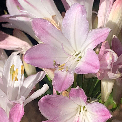 Pink Agapanthus flower blooms