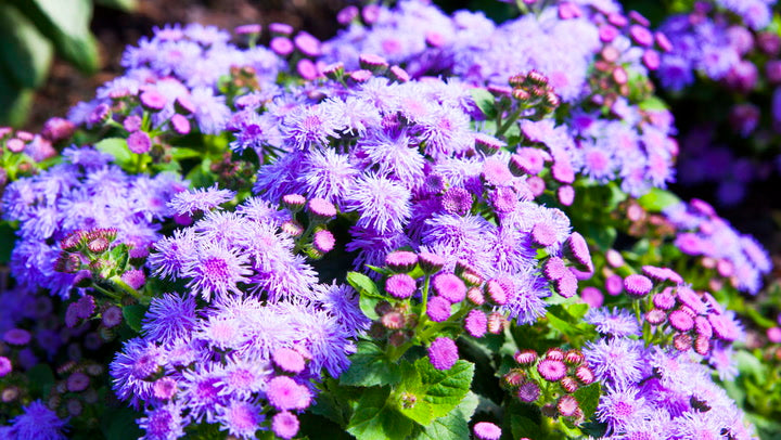 Non GMO Violet Ageratum seeds