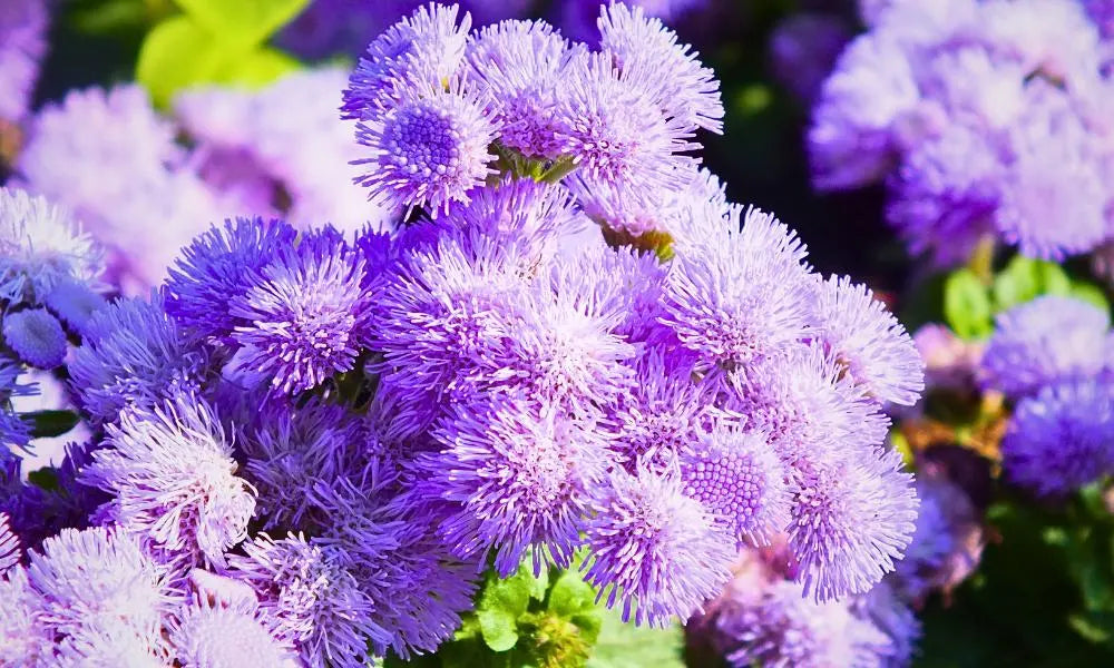 Ornamental Violet Ageratum seeds for landscapes