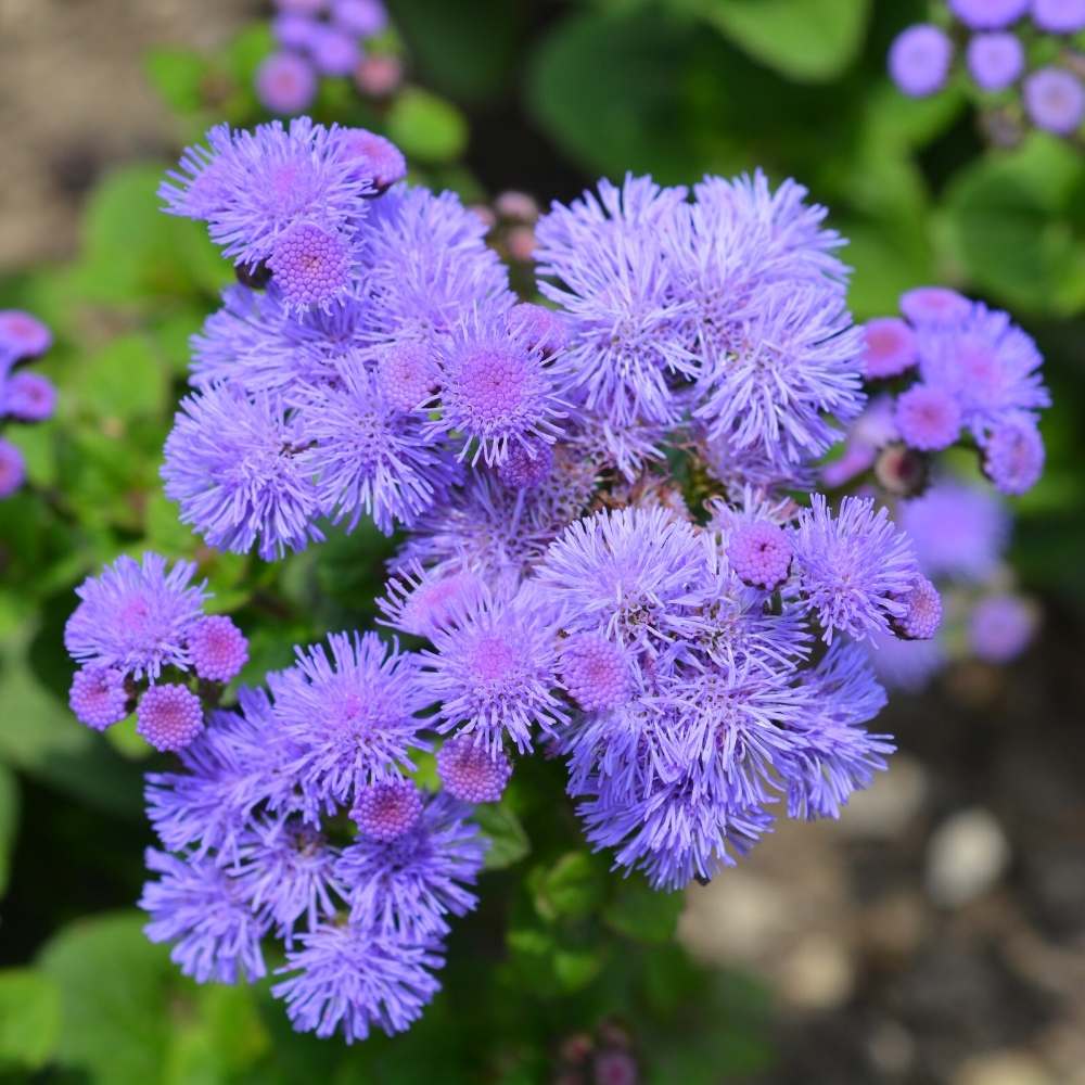 Violet Ageratum seeds for planting