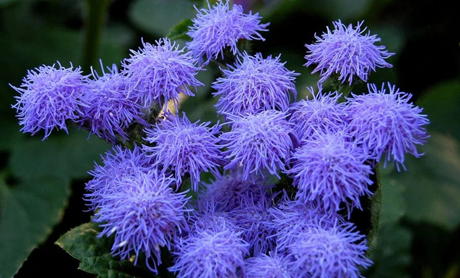 Violet Ageratum flowering seeds for gardens
